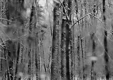 Winter Woods