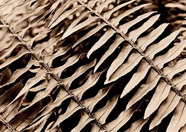 Abstract Fern Wonderful repeat design found in the awe ...