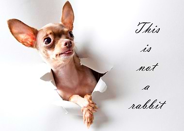 This is not a rabbit