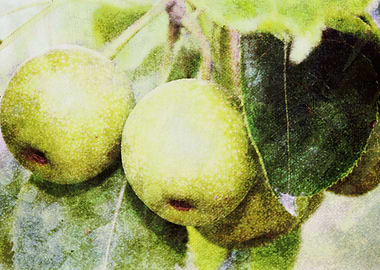 Yellow Apples