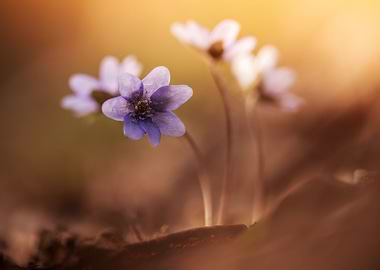 Afternoon Impression With Liverworts