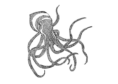 Octopus drawn with one continuous line. The line begins ...
