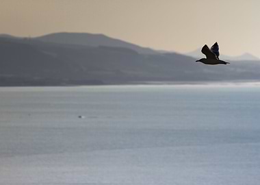 Gull flying