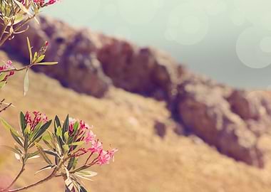 Flowers in Paradise 1