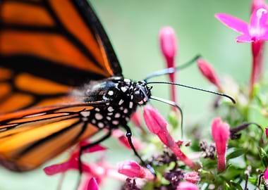 Monarch Danaus Plexippus