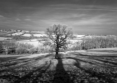 Lone tree over the East Somerset Railway