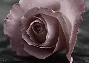 Pure Love Pure Love is taken from the Rose Collection b ...