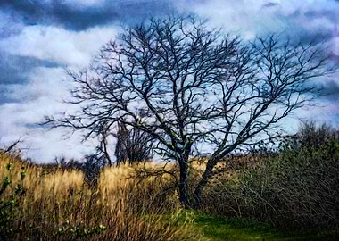 A Wetlands Landscape