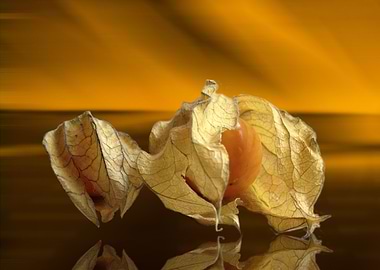 Physalis CB