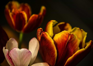 Three Tulips. ©Valerie Rosen.