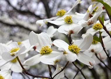 Dogwoods in Bloom
