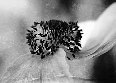 Two Left Just two petals left on this Anemone that has ...