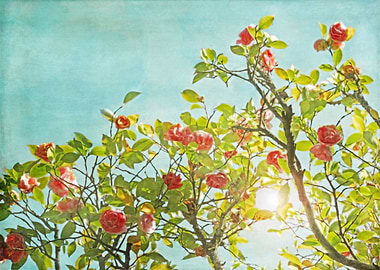 Pink Camellia japonica Blossoms and Sun in Blue Sky