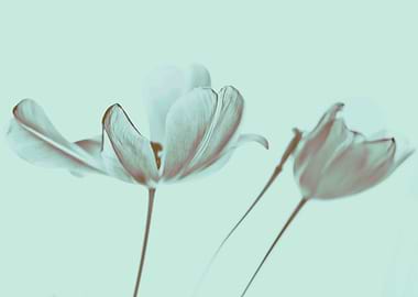 Tulips from the garden. ©Valerie Rosen.