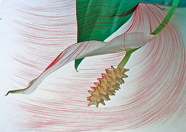 Lily. Stamen and Petal