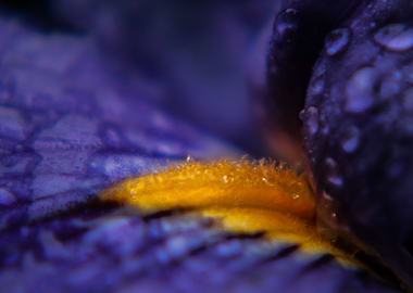Purple Iris 5