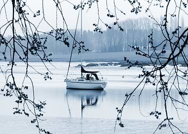 Behind tree branches