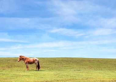 wild pony in the New Forest