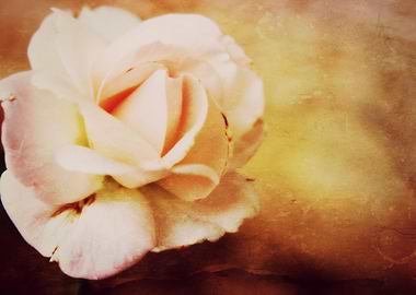 Vintage Soft Pink The very beautiful Aspirin Rose in a ...