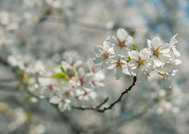 Cherry Blossoms. Toronto, Ontario, Canada. ©Valerie Ros ...