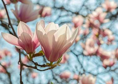 Magnolias. Toronto, Ontario, Canada. ©Valerie Rosen.