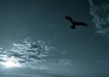 Soaring. We must keep soaring...La Jolla, California, U ...
