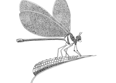 Dragonfly drawn with one line. Line begins in the eye a ...