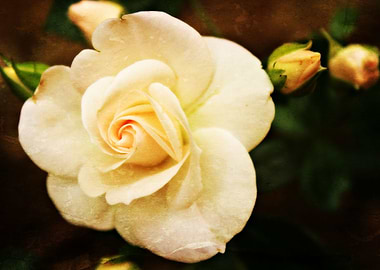 Romance The very beautiful Aspirin Rose in a vintage st ...