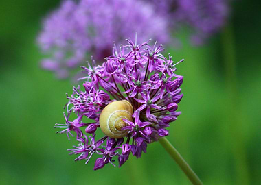 Snail at Flower