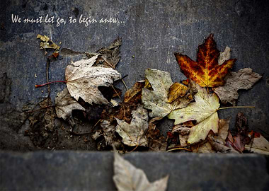 We must let go to begin anew. The poetry of fallen leav ...