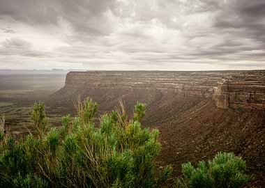 Cedar Mesa in Spring