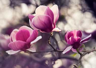 Dark pink magnolia