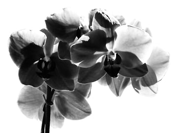 Orchid in black