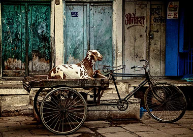 Goat on Wheels. Just a cute candid goat moment on a qui ...