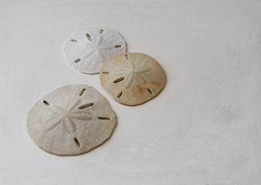 Sand Dollar Still Life - beach cottage art, neutral hom ...