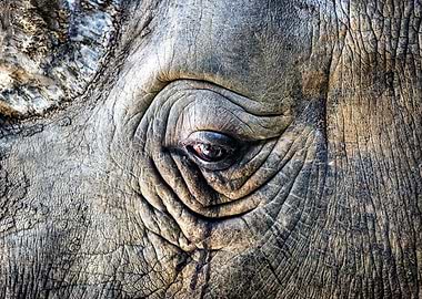 sad eye of a rhino