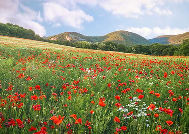 The Poppy field