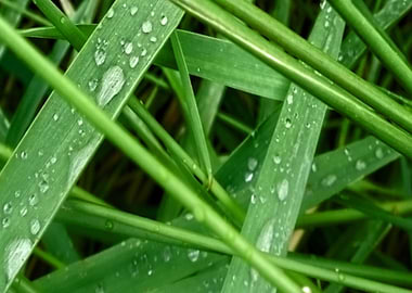 Grasses with Drops CB