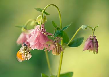 Small butterfly resting on columbine flower