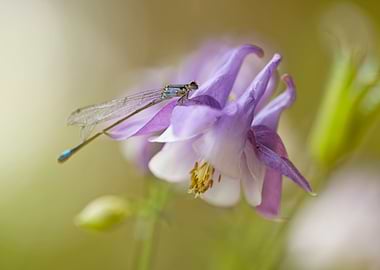 Small blue dragonfly on violet columbine flower