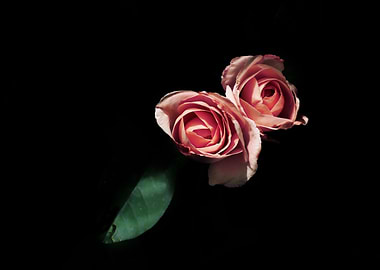 Pink Roses on Black