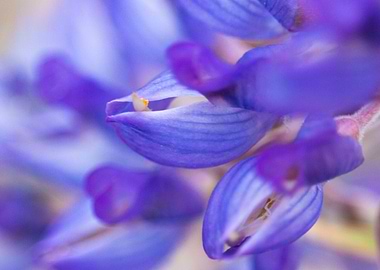 Lupine Macro