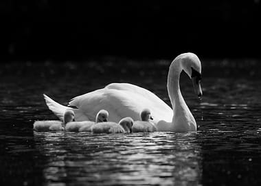 Swan Family