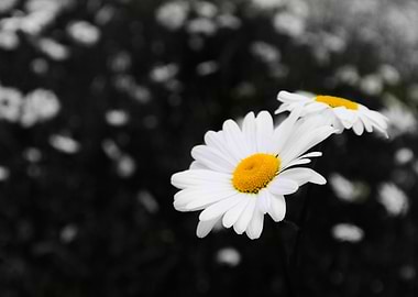 Colour in a Grey World