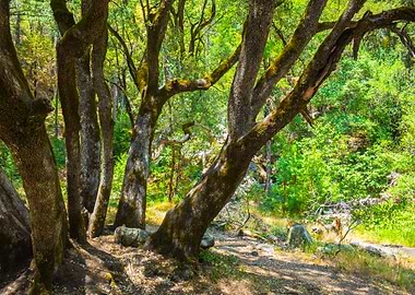 In The Land Of The Fairies