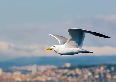 Seagull