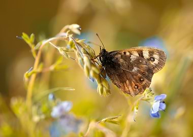 Brown butterfly on the forget-me-not flowers