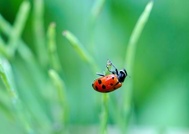 Ladybug at Cedar Grove, CA