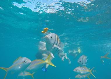 A picture I took underwater while snorkeling in the key ...