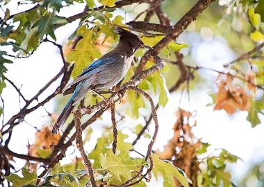 Scrub Jay in a tree. Auberry, CA